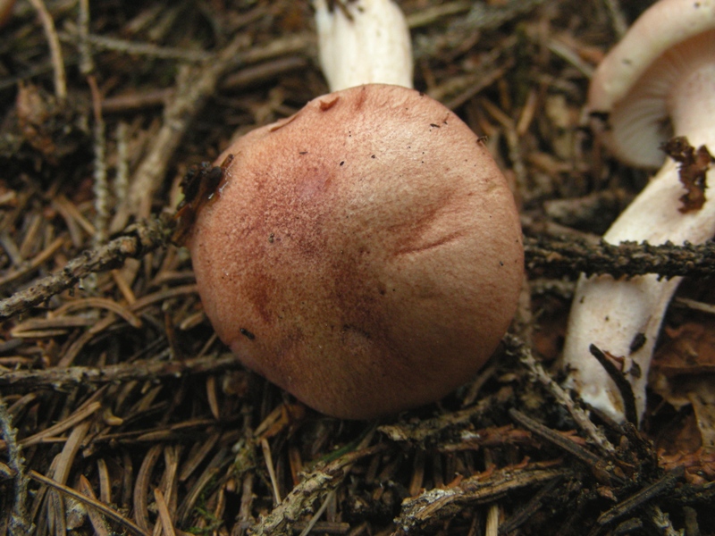 Hygrophorus fragicolor